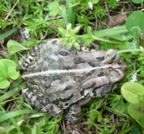 Fowler's Toad