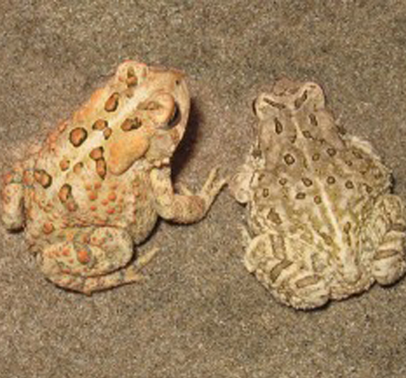 Fowler's Toad