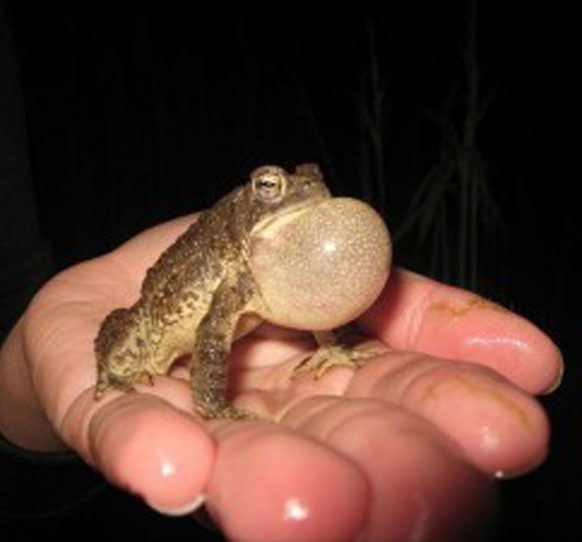 Fowler's Toad