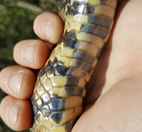 Eastern Foxsnake