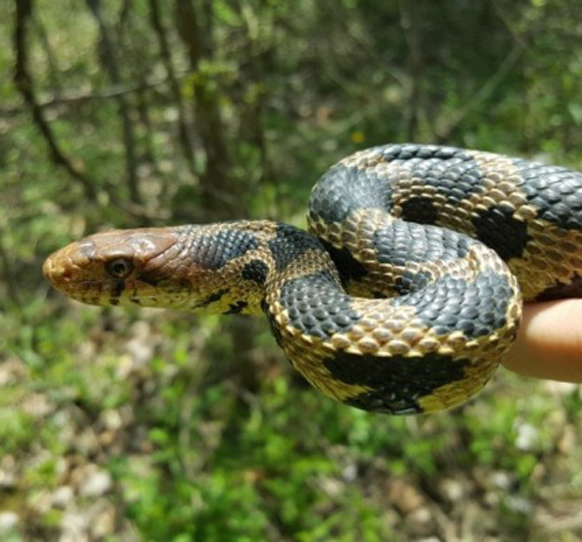 Eastern Foxsnake