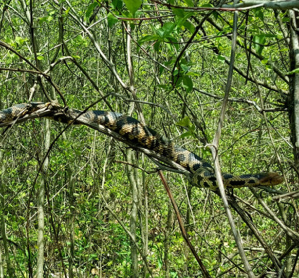 Easter Foxsnake