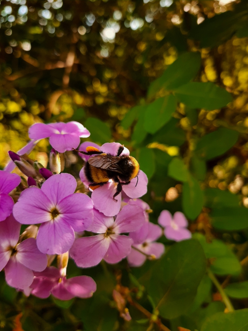Big bumble breeding breakthroughs - Wildlife Preservation Canada