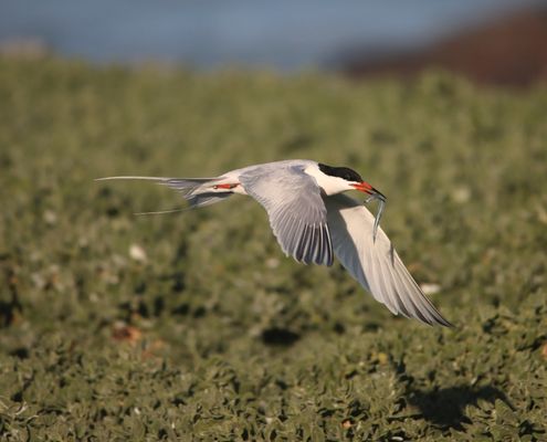Roseate Tern