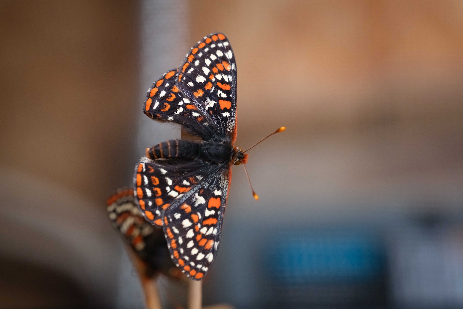 20250528_TCB_NewlyEmergedCheckerspots_JagAthwal2