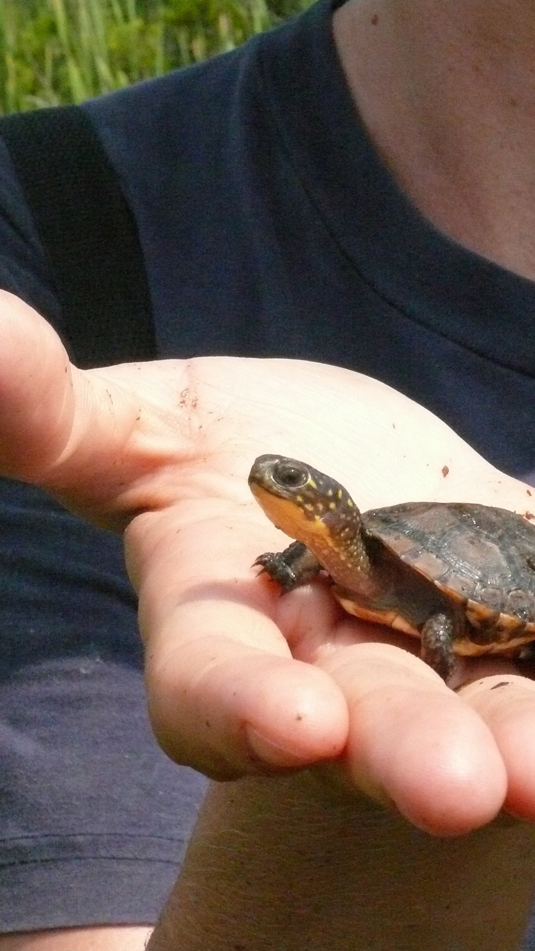 EOYHomepageBanner_TurtleinHand_Mobile