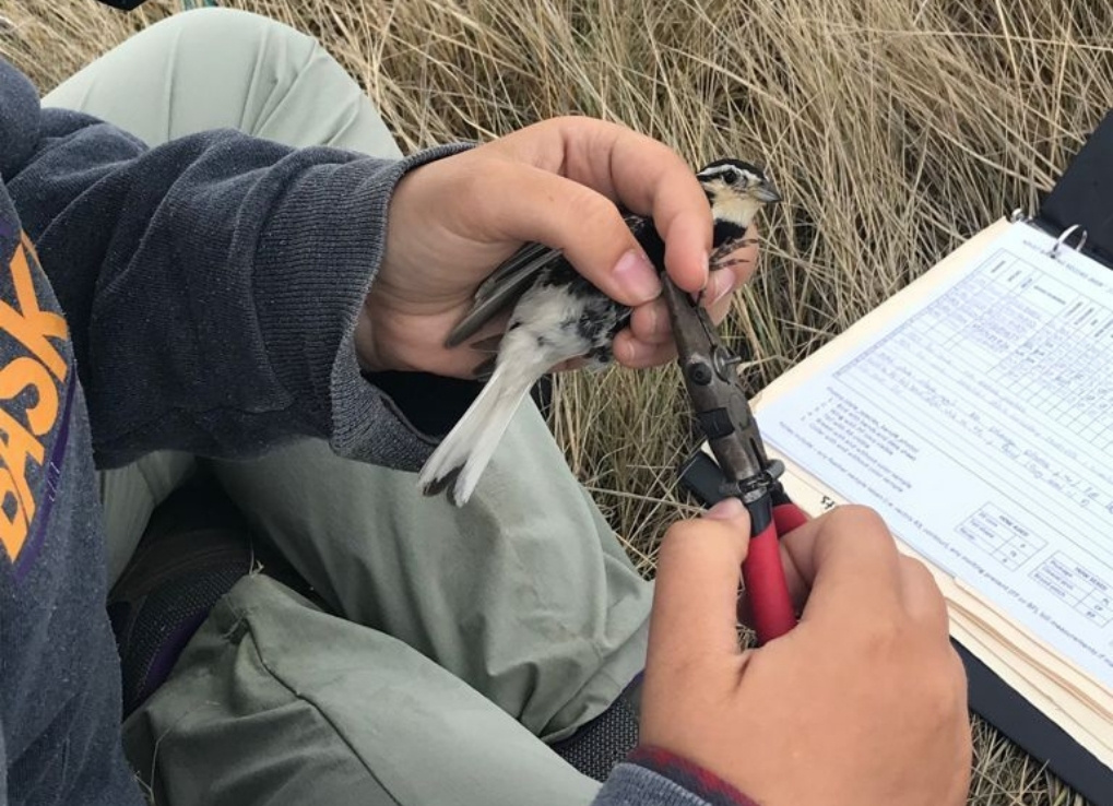 DarynFarrant_CNN_IntroBlog_DarynBanding