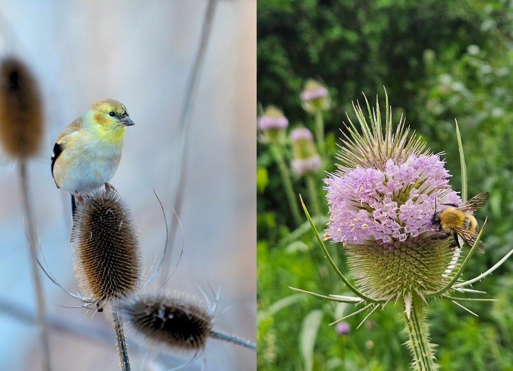 The image is split into two with the left image showing an American goldfinch with a yellow head, perching on a dead wild teasel flower. The right image shows a confusing bumble bee pollinating the remaining blooms on a pink wild teasel flower in the summer.