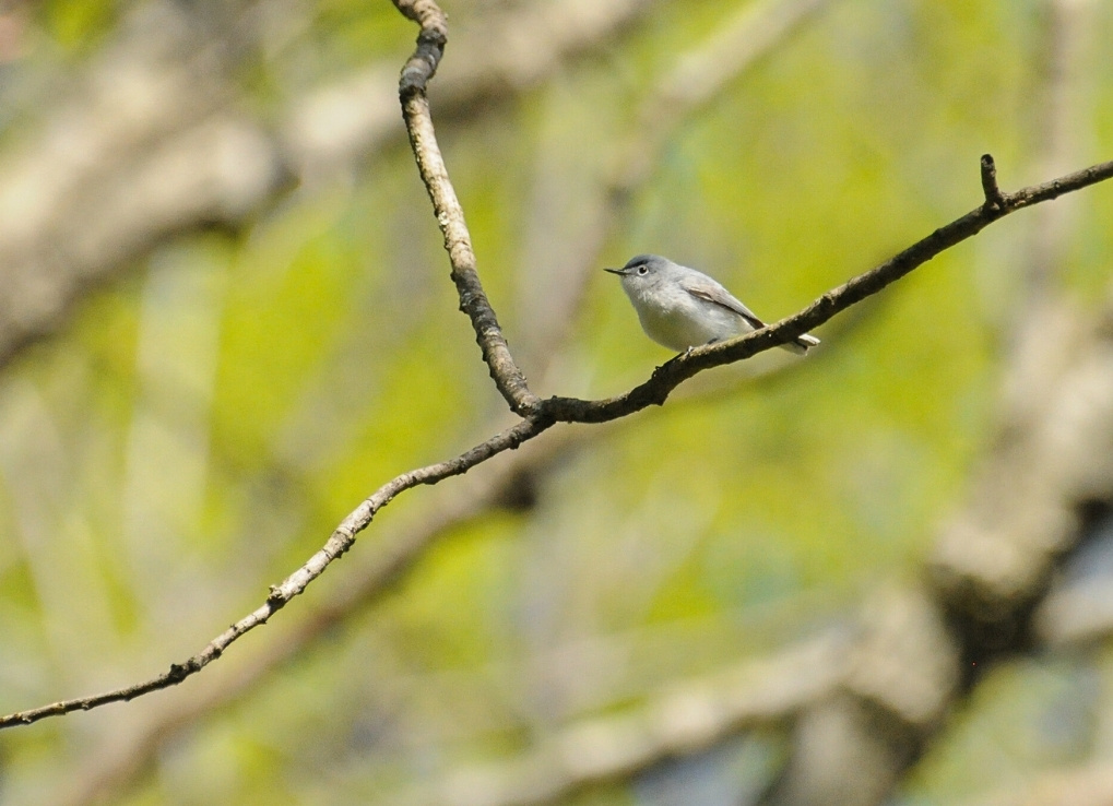 A blue-grey gnatcatcher is perched on a thin branch against a blurred green background. The bird is on the prowl for insects.
