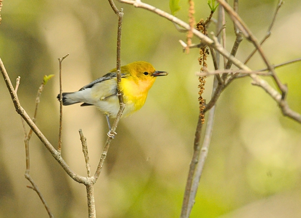 A bright yellow prothonotary warbler grips a small branch with both feet, holding a tiny spider in its beak. The bird is contrast against a blurred, green and yellow background.