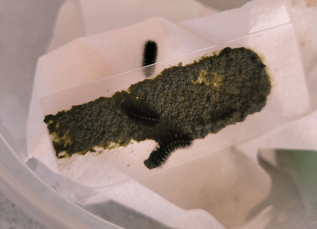Three black, fuzzy caterpillars feed off of a slide covered in green, blended plantain leaves.