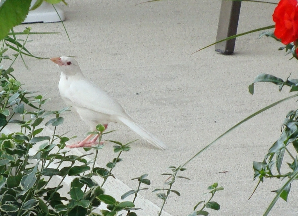 A completely white grackle perched on the edge of a concrete porch, partially behind a green shrub.