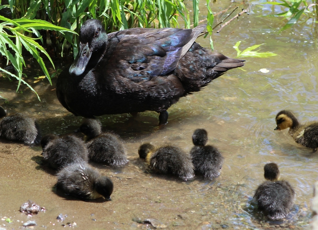 A completely black mallard stands in shallow water alongside 8 little ducklings, also mostly black with some yellow markings.