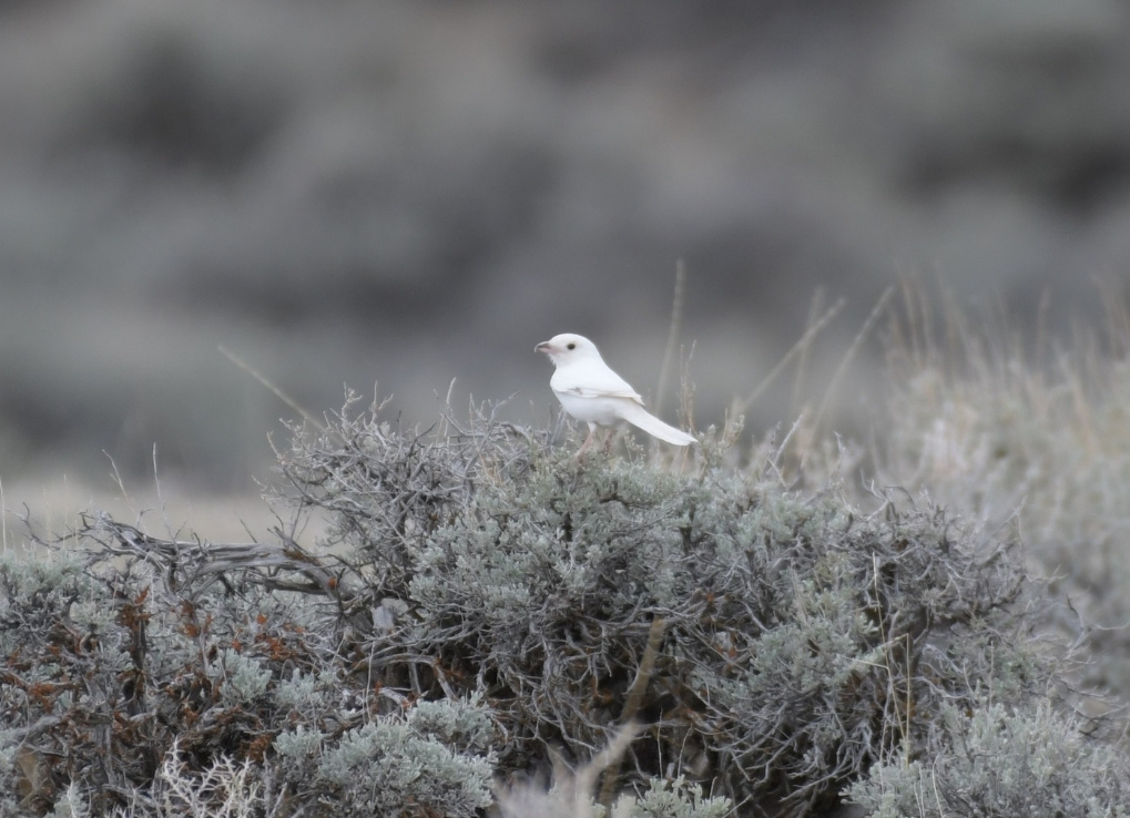 A completely white shrike perched on a shrub. The entire photo looks almost greyscale.