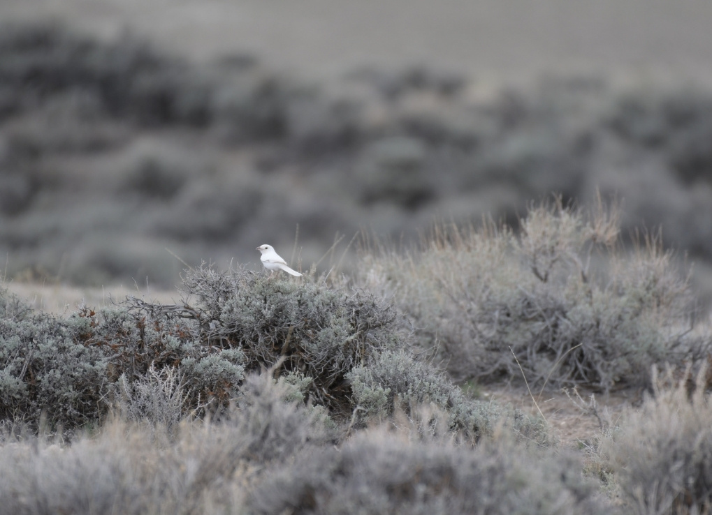 A completely white shrike perched on a shrub. The entire photo looks almost greyscale.