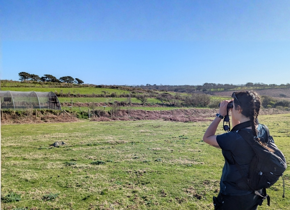 Standing in a green field with blue sky lining the horizon, Jenna, New Noah, looks through a pair of binoculars at the chough aviary.