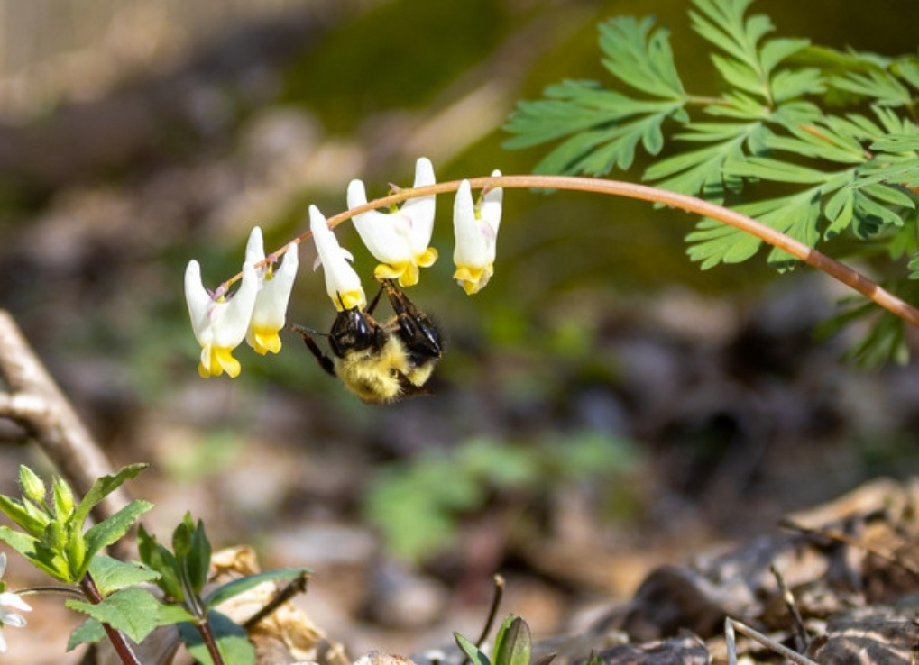 A bumble bee hangs from a white, upside down pants-shaped wildflower in a sunlit forest.