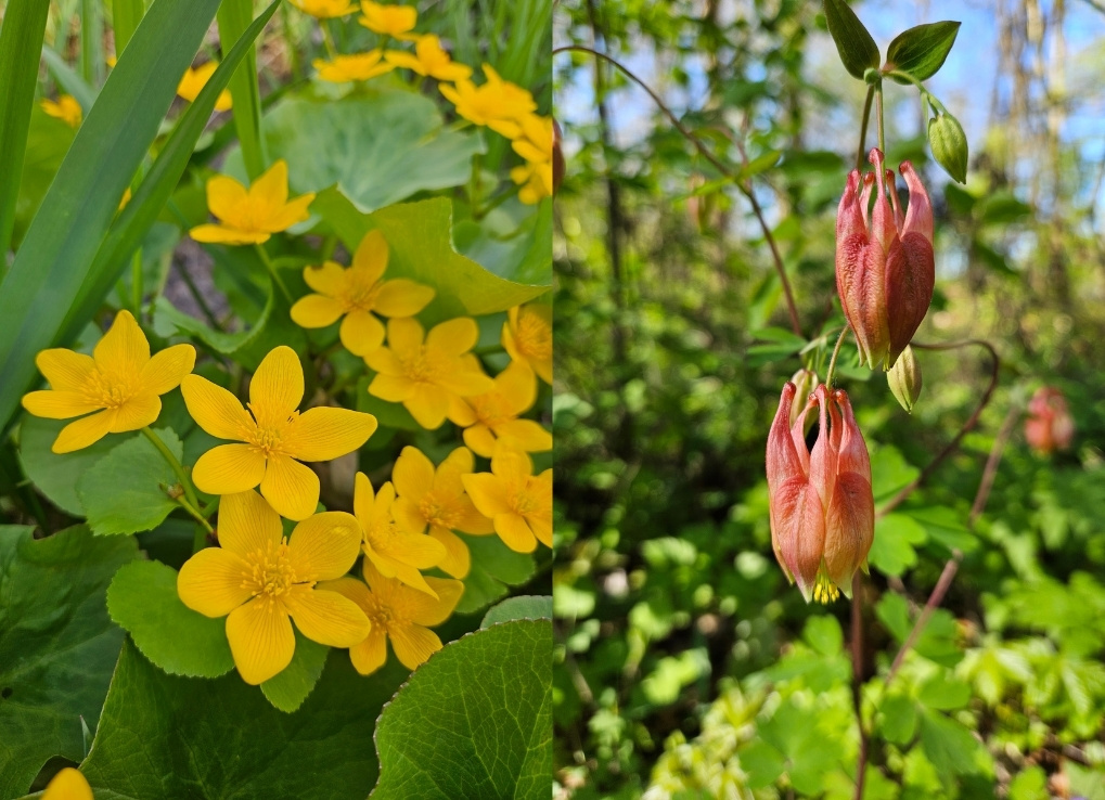 Split image with the left side showing a bright yellow flowers with five petals bloom among lush green leaves. The right side shows a pinkish-red flowers hang upside down against a blurred green background.