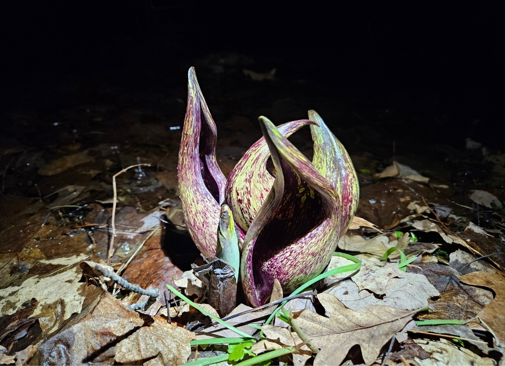 A dark, maroon and green mottled plant emerging from leaf-littered ground, set against a dark background.