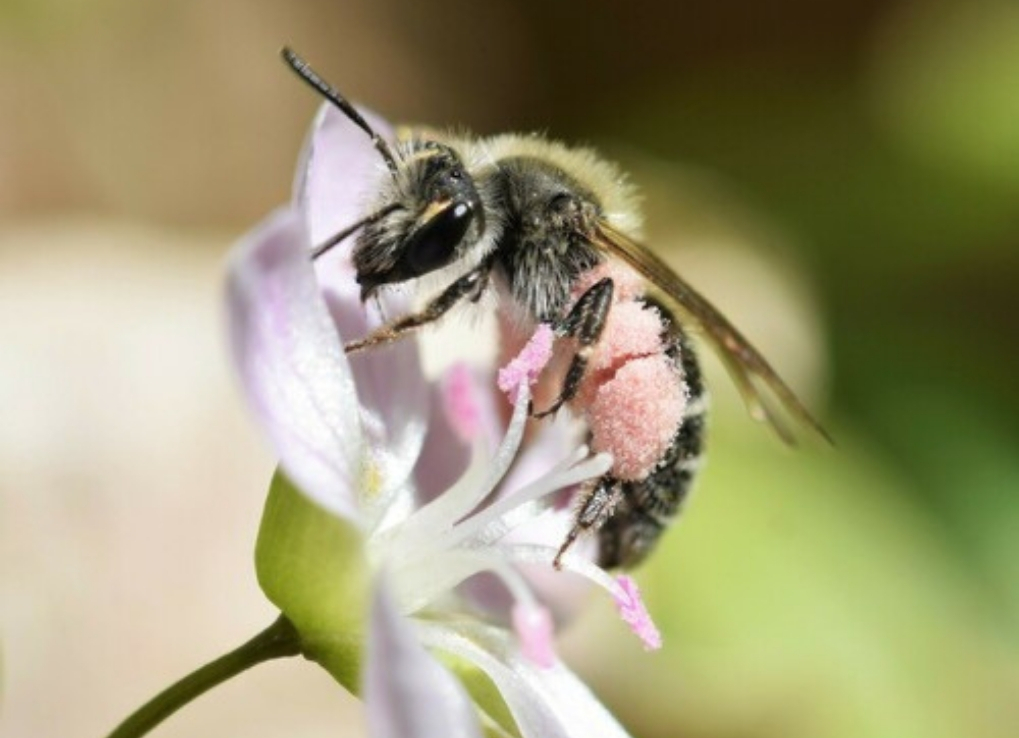 A bee with pink pollen-covered legs sits on a delicate pink flower.