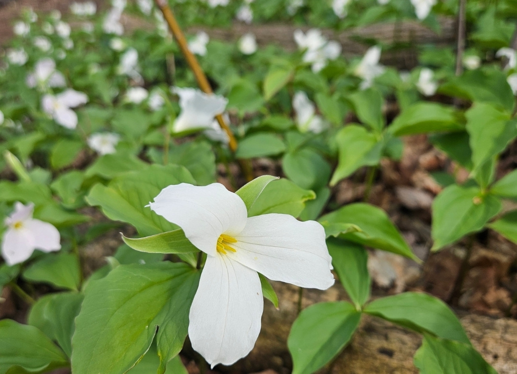 Countless white trillium flowers with green leaves bloom on a forest floor. The ground is covered in dry leaves.