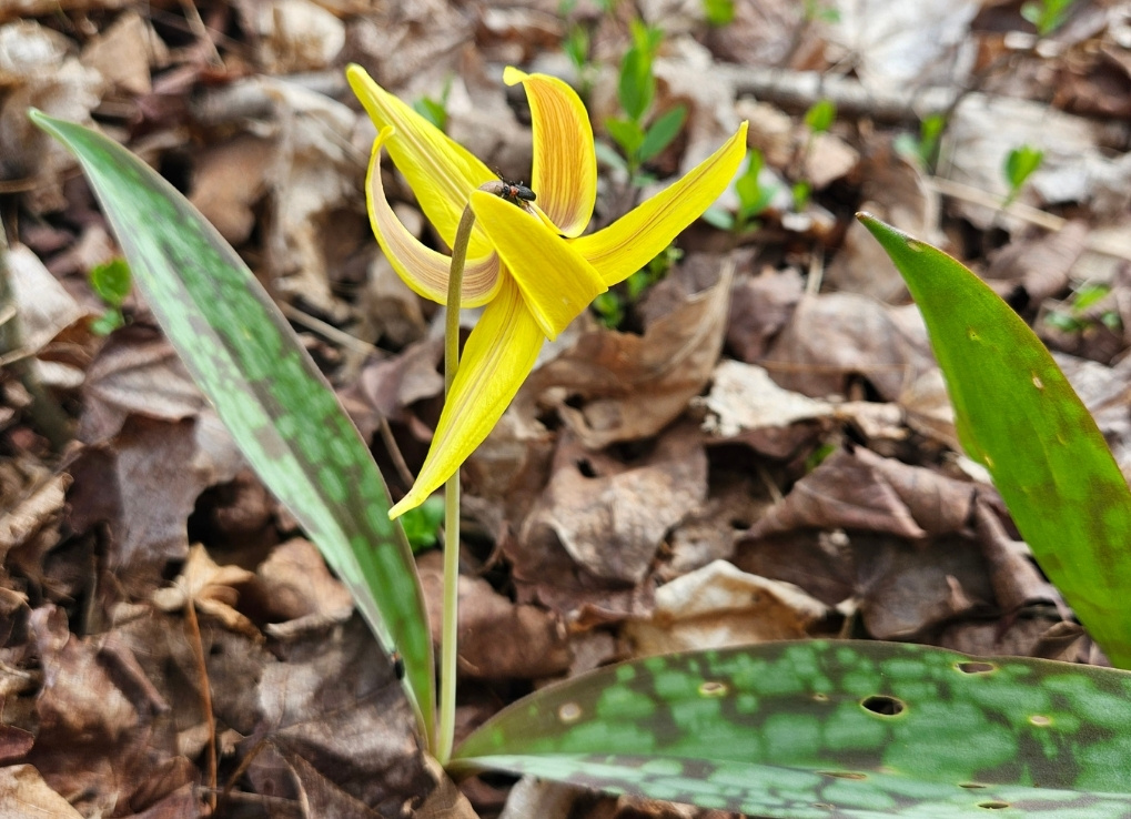 Yellow wildflower with speckled leaves, surrounded by dry brown leaves and fresh green sprouts. A small beetle rests on a petal.