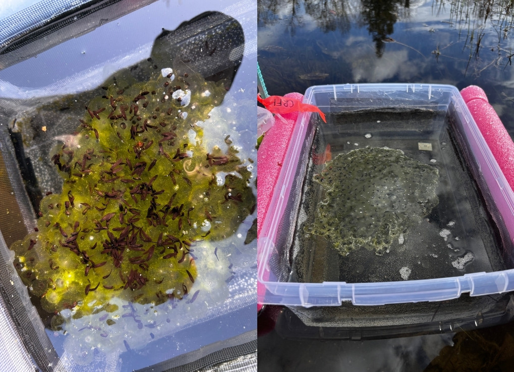 The spit image shows a mass of frog eggs that have almost developed into tadpoles, while the right shows an egg mass floating within a plastic tub with pink pool noodles on its edges, in a wetland.