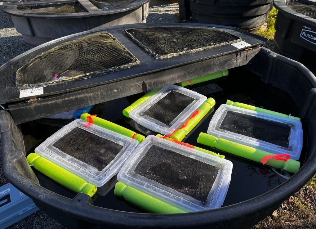 Four plastic tubs are floating with neon green pool noodles attached to their edges, in a larger black plastic tub that's lid is folded open.