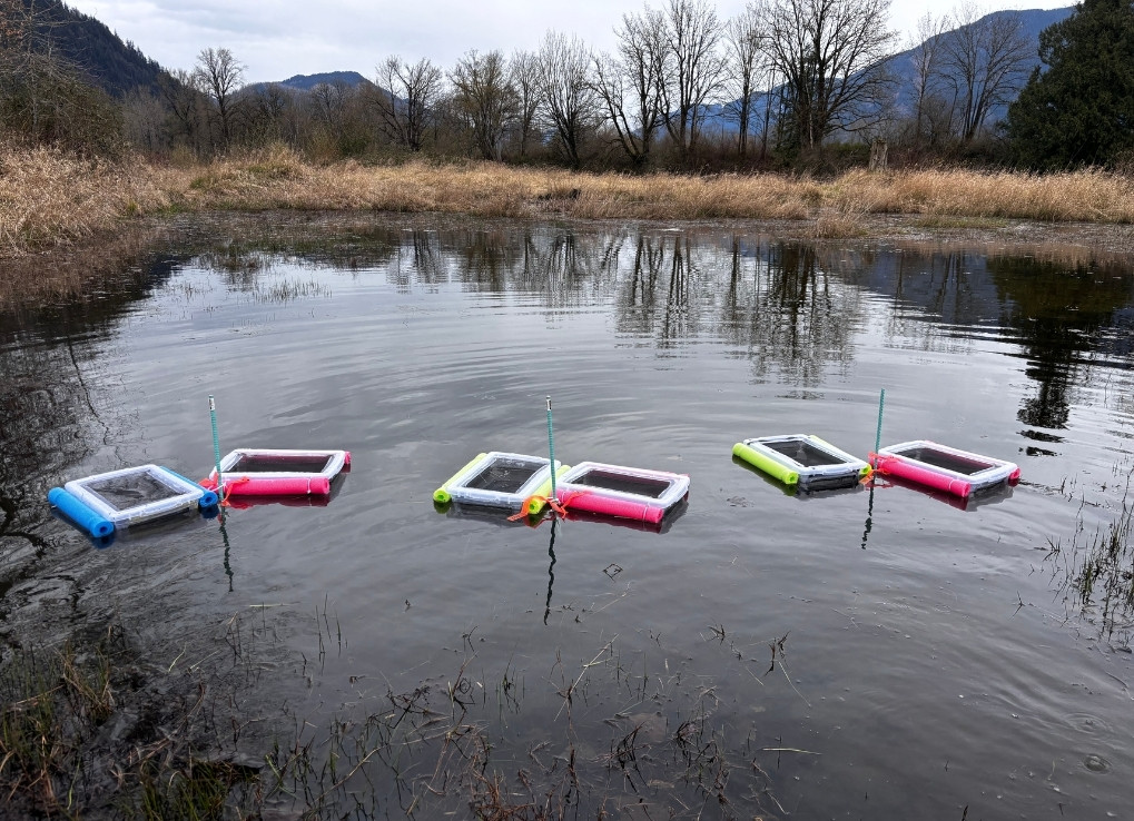 Six plastic tubs float with colourful pool noodles in a wetland captured against a mountainous skyline.