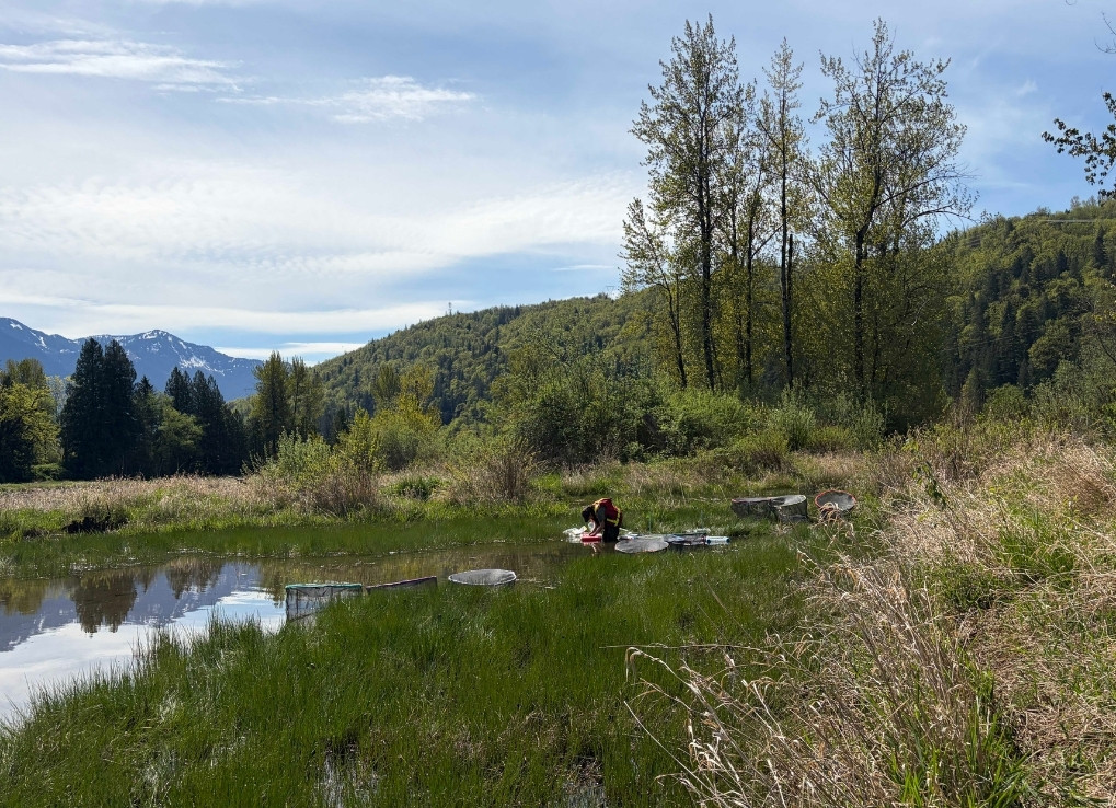 Joelle at the edge of the wetland release site. Mountains and tall trees outline the background.