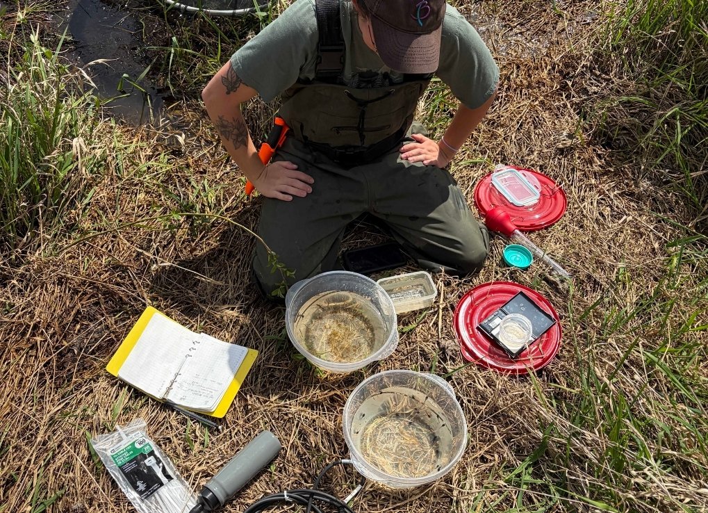 Joelle sits on her knees at the release site with her research equipment and Tupperwares of tadpoles.
