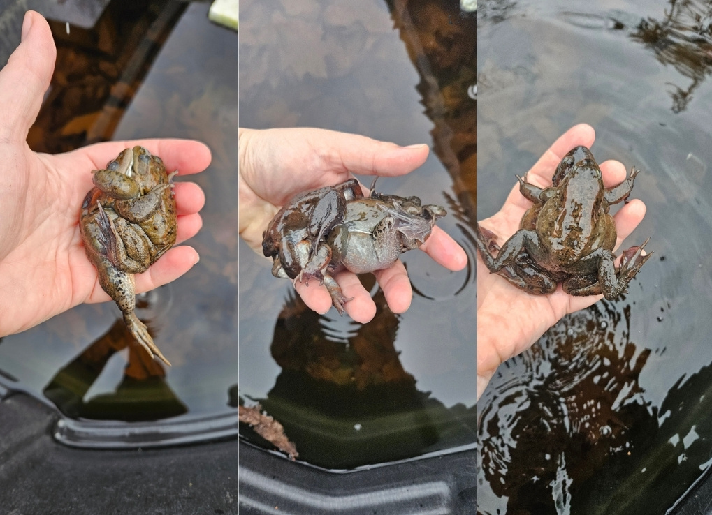 Triptych photo with three examples of frogs in amplexus. Each photo shows different angles of a couple of Oregon spotted frogs hugging each other, held by someone in their hand.