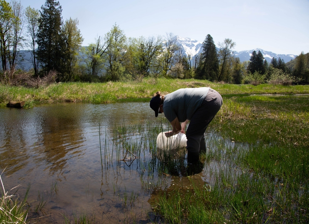 A women bends down with a white construction tub in her hands. Dipping the tub into the murky wetlands, surrounded by green marsh, trees and soaring mountains, she releases thousands of tadpoles into the water.