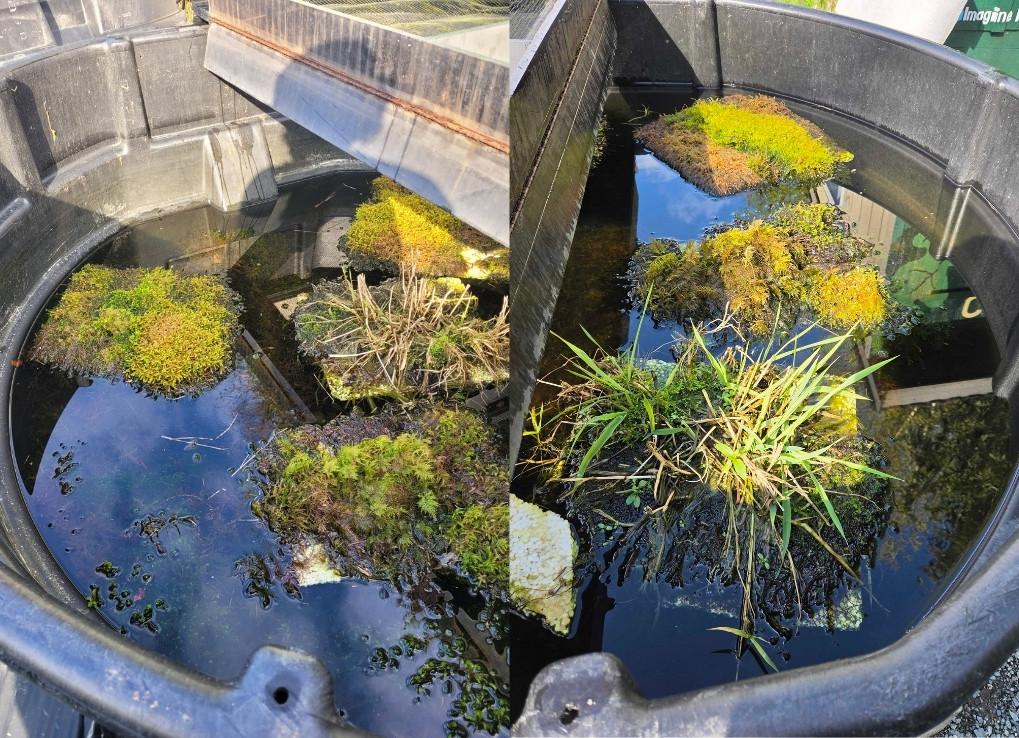 Left shows a black frog breeding tub with low water levels. There are green moss platforms floating around and some vegetation is poking through the surface. Right shows another tub but with higher water levels and same vegetation available floating.