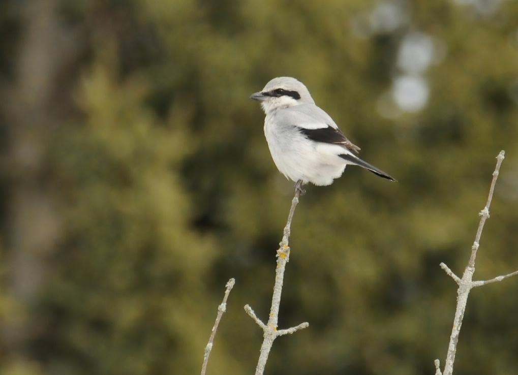 Northern shrike is perched at the tip of a thin branch. A green, blurred background behind.