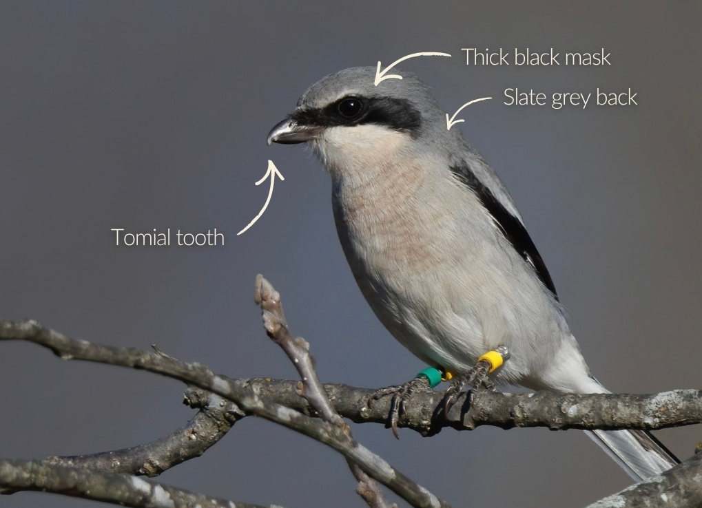 Eastern loggerhead shrike perched on thin branches, with yellow and green colour bands on its legs. Arrows point to its notched beak, grey back and black mask.
