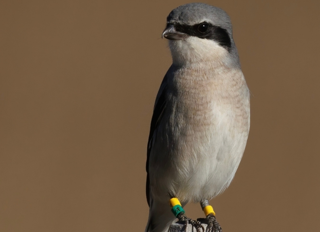 Eastern loggerhead shrike with yellow colour bands around it's legs sits perched on a wooden square pole.