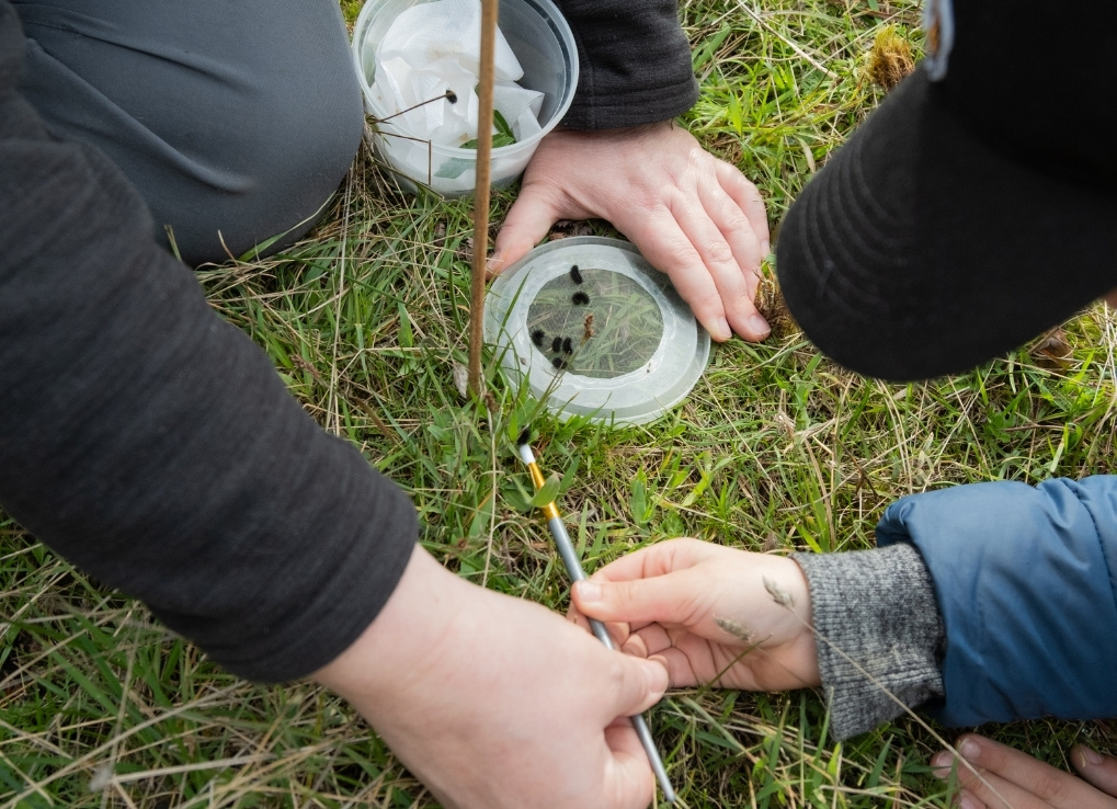 Andrea, Lead Biologist, helps her son place caterpillars at the base of a flag marker on the grass.