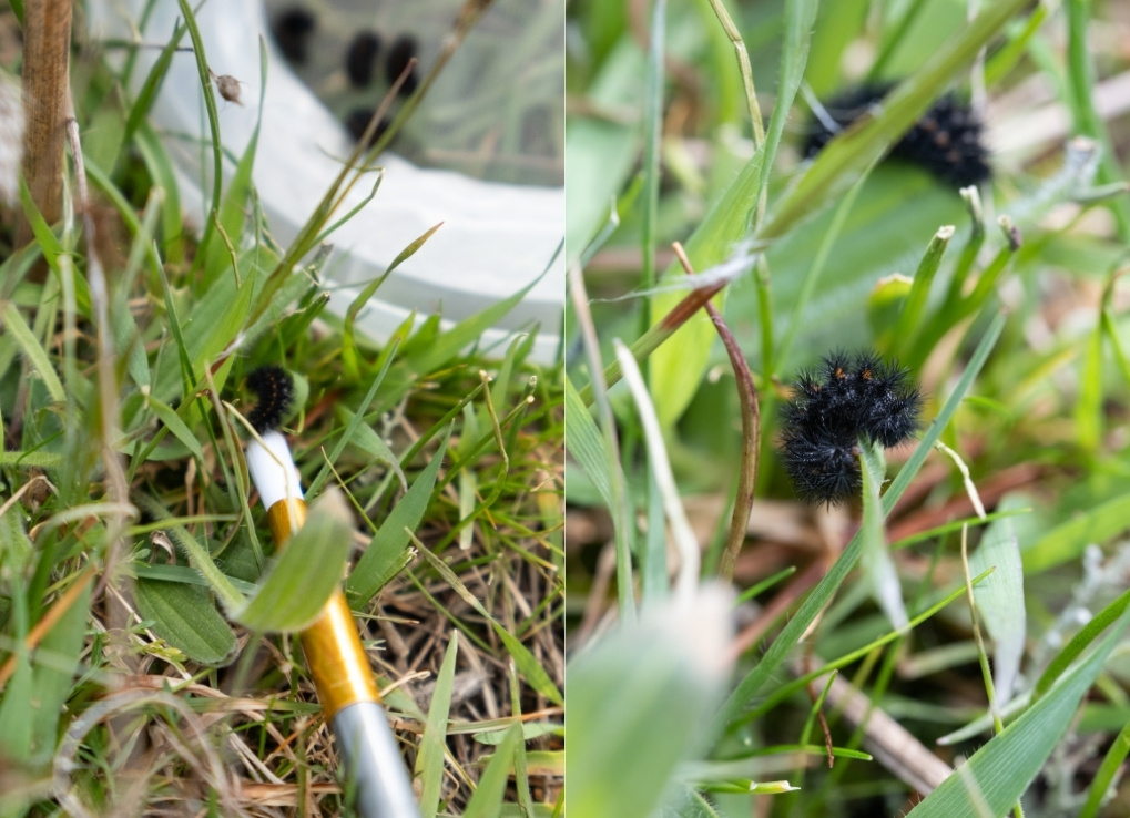 Split image with the left showing a caterpillar at the end of a white paintbrush being placed in the grass. The right photo shows a caterpillar sitting in the grass.