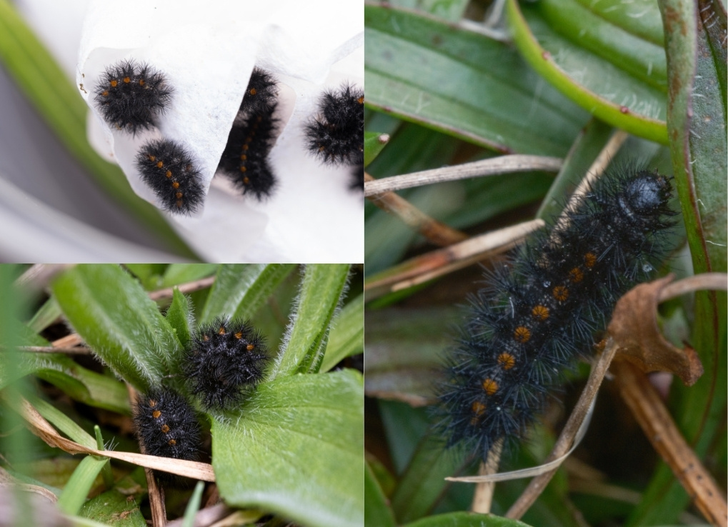 Three images each showing the checkerspot caterpillars up close. Top left shows at least four caterpillars curled up on paper towel. Bottom left photo shows two caterpillars in the grass. The larger right photo shows a single caterpillar fully outstretched up close.
