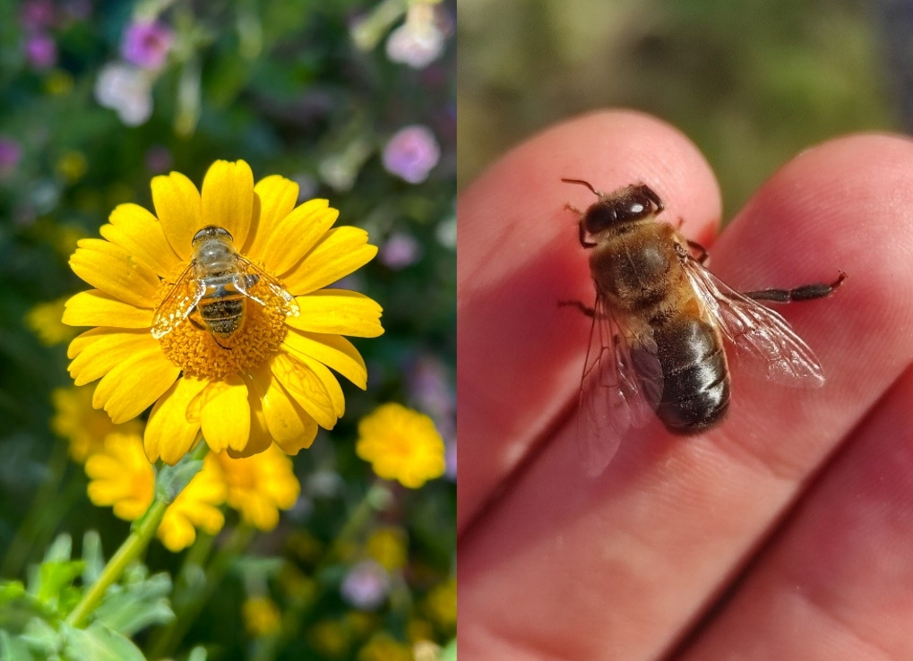 Two photos of the Drone fly (Eristalis tenax) and a honey bee drone (Apis mellifera) side by side to show the similarities between the two species. Both have darker abdomens and yellow hair covering their thorax. The insects look alike and are very often mistaken in the field.