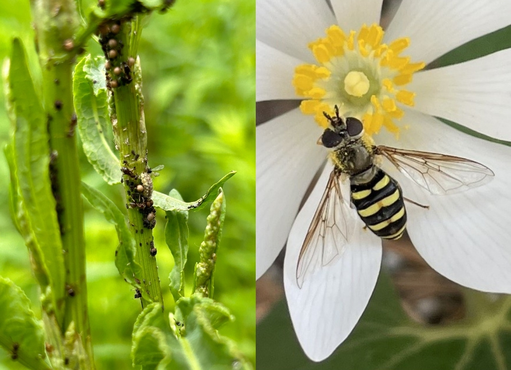 Split image that shows the stem of a plant covered in aphids of varying life stages with a green and brown flower fly larvae among them. Right shows an adult flower fly, the species long-tailed aphid eater with black and yellow stripes on its abdomen with a black margin.
