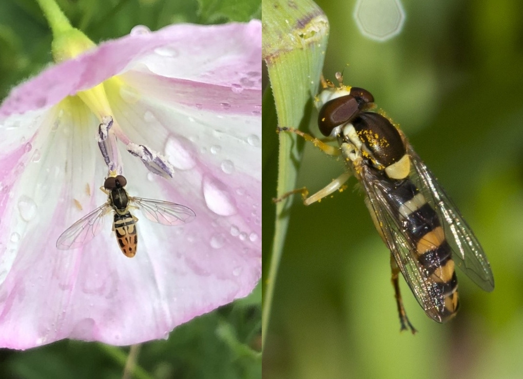 Photo of the most commonly seen flower fly in Canada on a pink and white flower, the margined calligrapher (Toxomerus marginatus), which has a black and yellow pattern on the abdomen but does not strongly resemble a specific species of bee or wasp. It is one of the smallest species of flower fly found in the region.