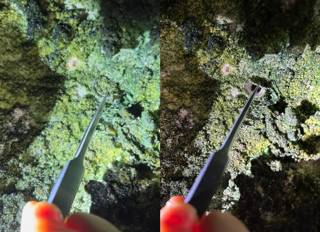 Split image showing the doorway to the spiders den. Left image shows a pair of tweezers holding the tiny door closed. The right image shows the door open. The trap door is maybe the size of a dime.