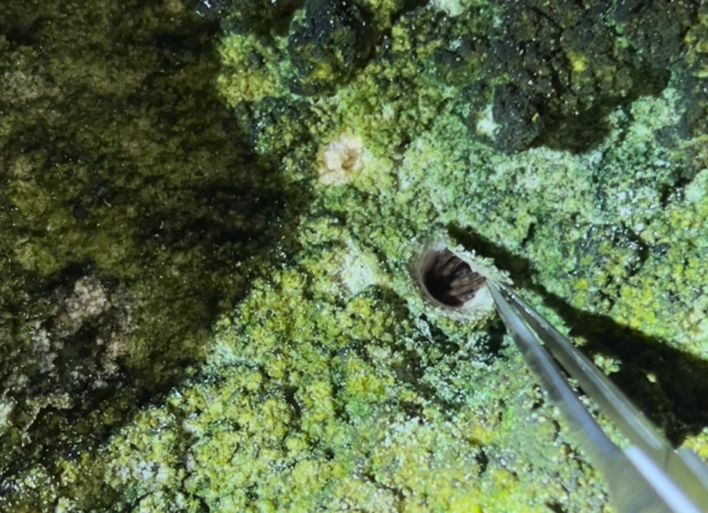 Tweezers hold open the tiny trap door and the spiders legs are visible. The rock wall it is hidden in is green with algae.