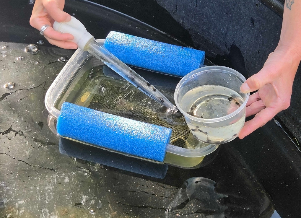 A biologist uses a turkey baster to suck up tadpoles from a floating plastic enclosures with two blue pool noodles on its edges.