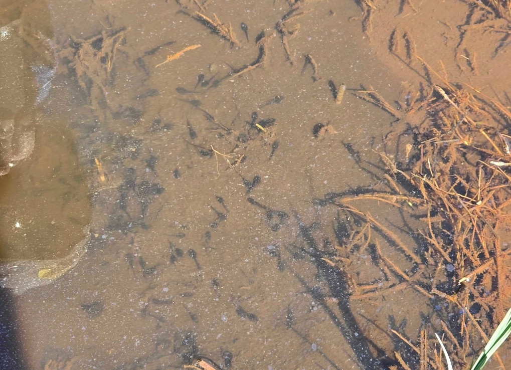 Tadpoles freshly released into the brown waters of the wetland.