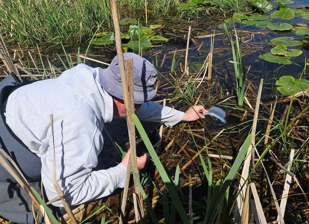 A WPC volunteer in hip waders and a bucket hat, leans into a wetland with a plastic Tupperware, and releases tadpoles into brown water.