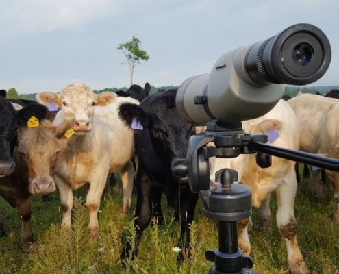 Multiple Cows in the field of Carden Alvar looking towards the camera while biologist Alisa Samuelson surveys Loggerhead Shrikes.