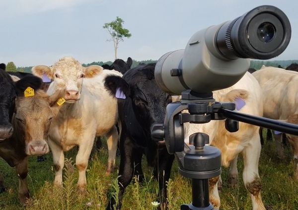 Multiple Cows in the field of Carden Alvar looking towards the camera while biologist Alisa Samuelson surveys Loggerhead Shrikes.